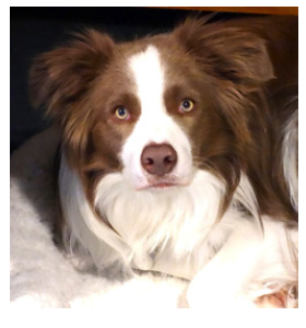Case, a brown and white dog